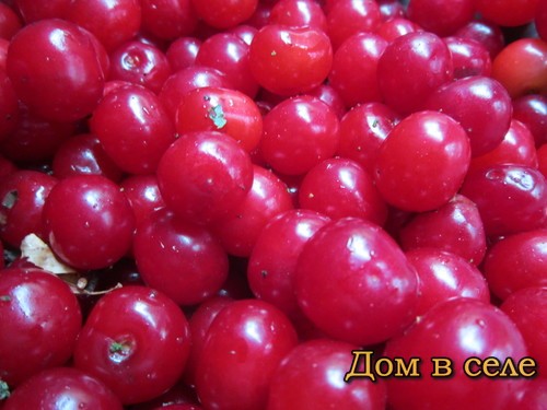 Свежая вишня в Украине